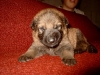 Pup Django  Caya a